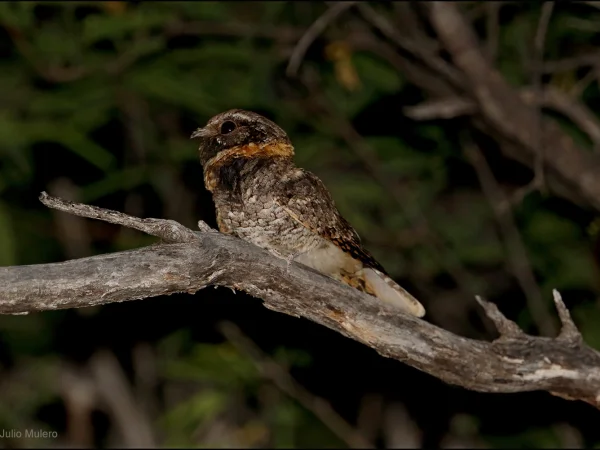 Buff-collared Nightjar by Julio Mulero