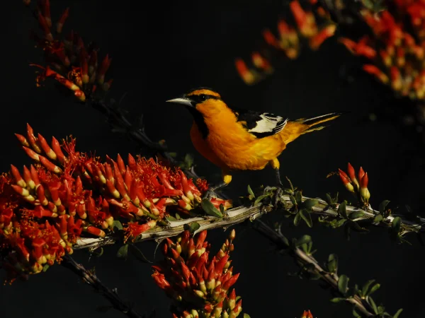 Bullock's Oriole by George Andrejko