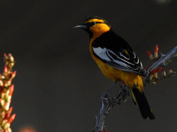 Bullock's Oriole by George Andrejko