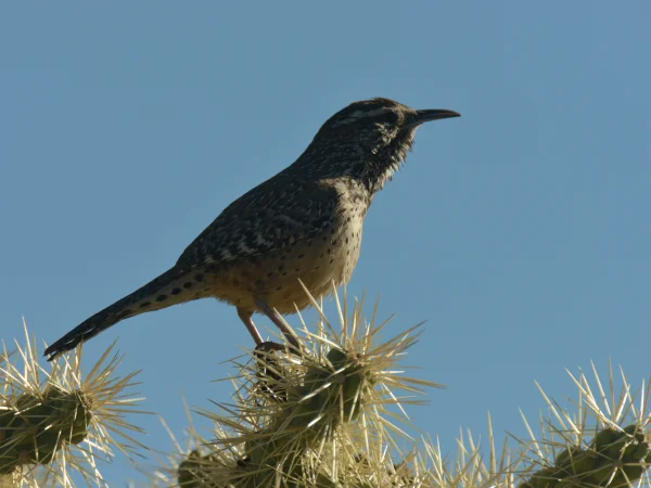 Cactus Wren by George Andrejko