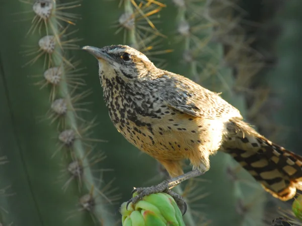 Cactus Wren by George Andrejko