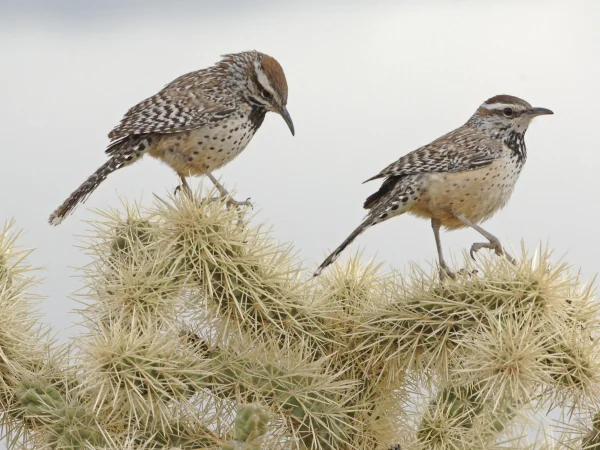 Cactus Wren by George Andrejko