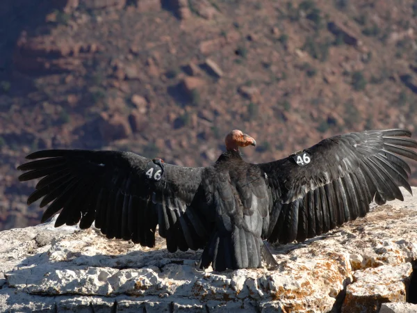 California Condor by George Andrejko
