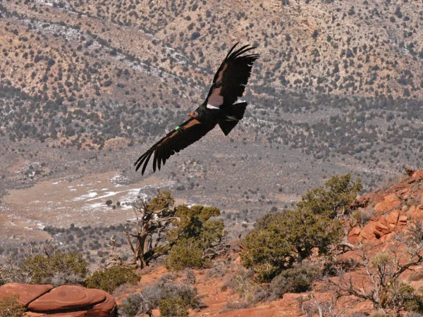 California Condor by George Andrejko