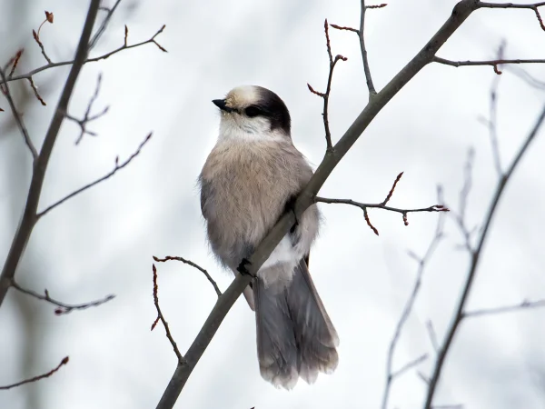 Canada Jay by Mick Thompson