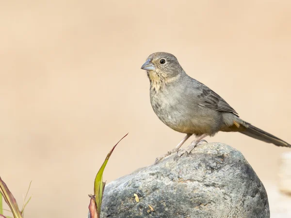 Canyon Towhee by Mick Thompson