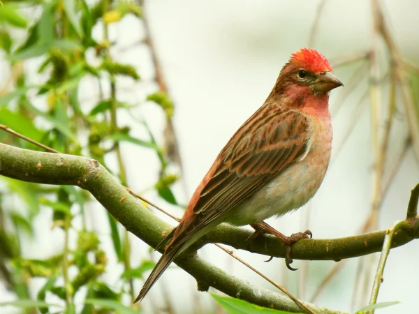 Cassin's Finch by Todd Petit