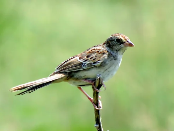 Cassin's Sparrow by Nick Varvel