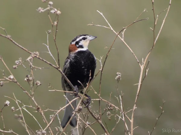 Chestnut-collared Longspur by Skip Russell