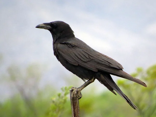 Chihuahuan Raven by Don Faulkner