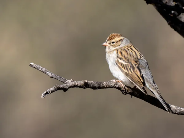 Chipping Sparrow by Mick Thompson