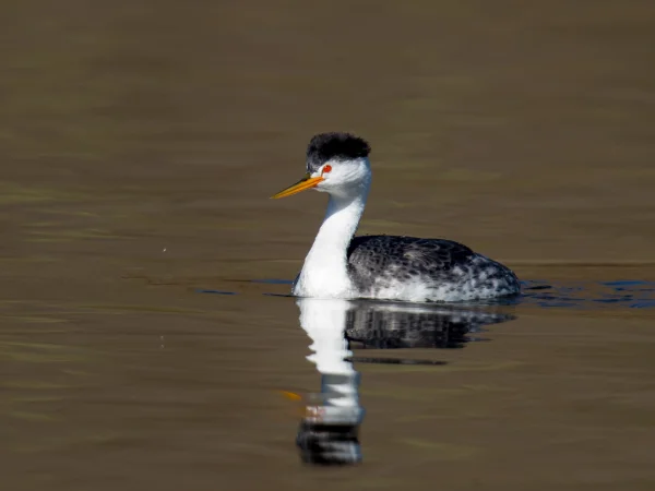 Clark's Grebe by Mick Thompson