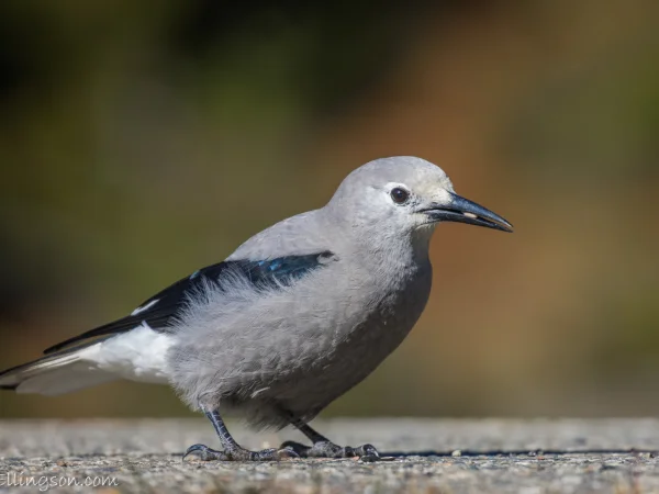 Clark's Nutcracker by Eric Ellingson