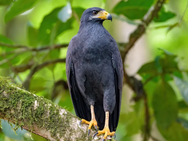 Common Black Hawk by Becky Matsubara