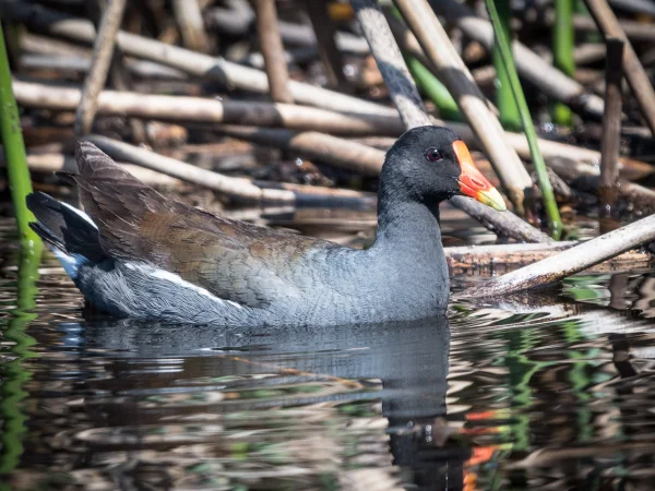 Common Gallinule by Becky Matsubara