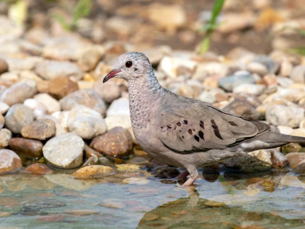 Common Ground Dove by Mick Thompson