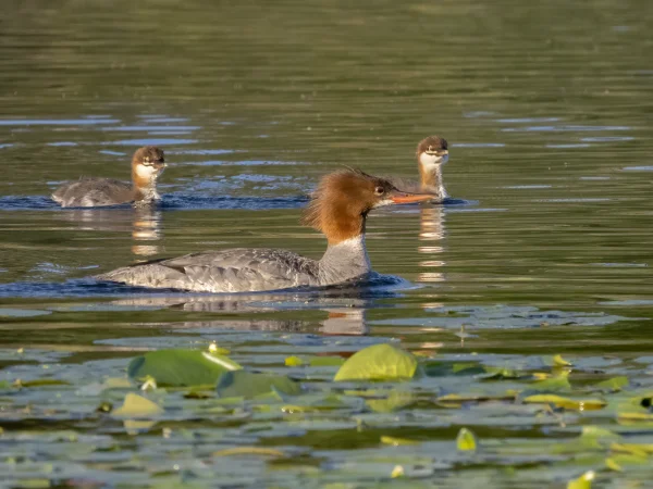Common Merganser by Mick Thompson