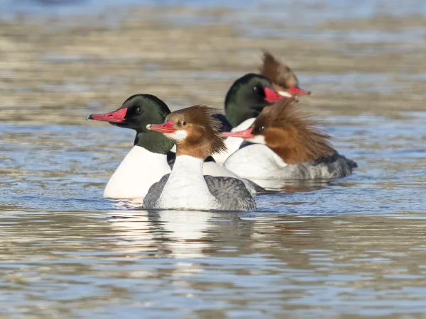 Common Merganser by Mick Thompson