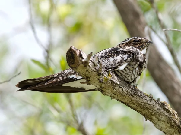 Common Nighthawk by Brandon Trentler