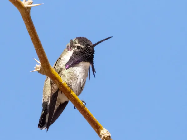 Costa's Hummingbird by Mick Thompson