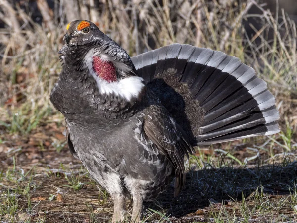 Dusky Grouse by Doug Greenberg