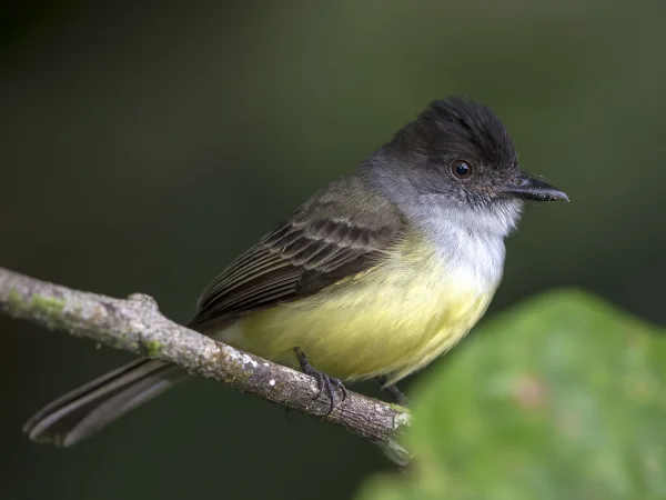 Dusky-capped Flycatcher by Doug Greenberg