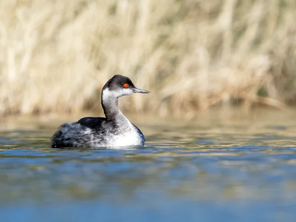 Eared Grebe by Mick Thompson