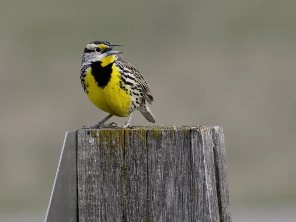Chihuahuan Meadowlark by Kelly Colgan
