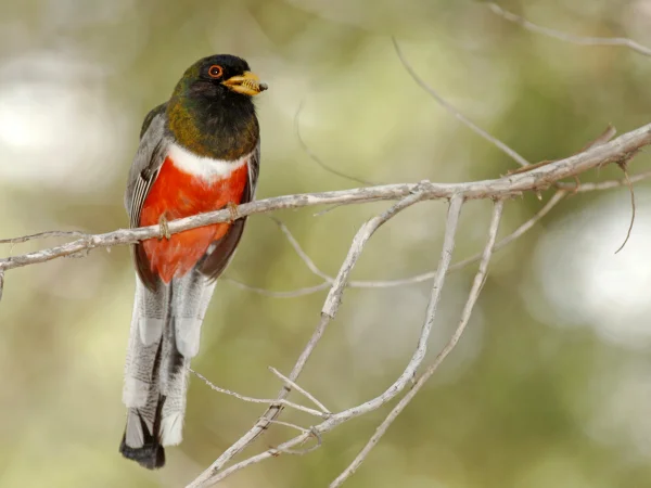 Elegant Trogon by George Andrejko