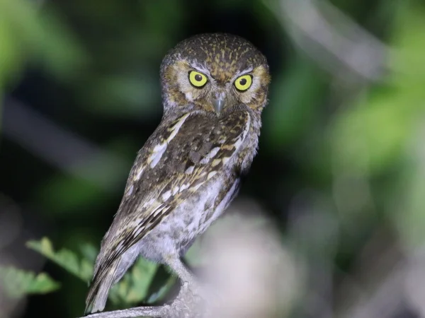 Elf Owl by Tom Benson