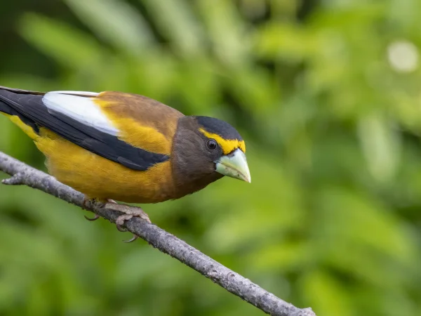 Evening Grosbeak by Eric Ellingson