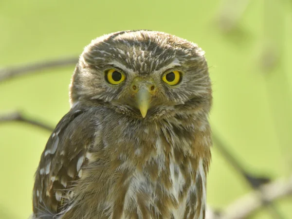 Cactus Ferruginous Pygmy-Owl by George Andrejko