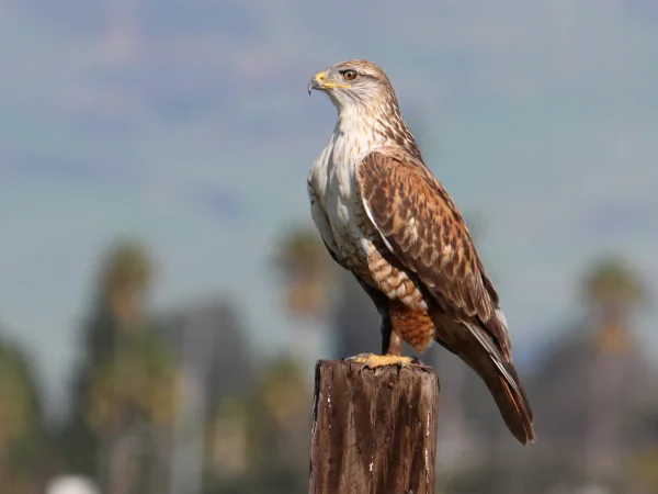 Ferruginous Hawk by Jamie Chavez