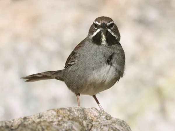 Five-striped Sparrow by Alan Schmierer
