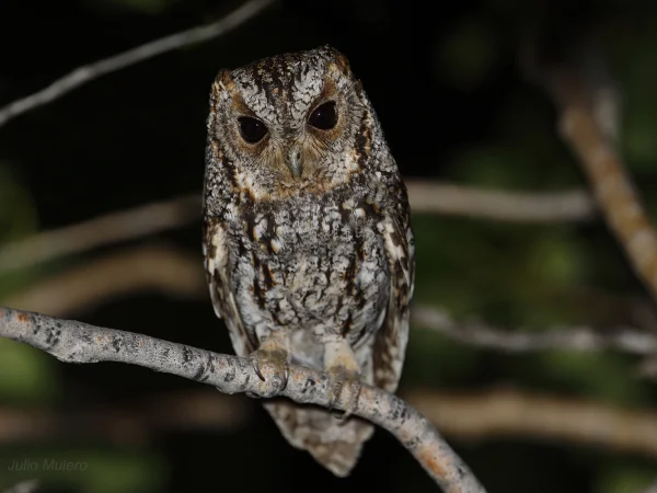 Flammulated Owl by Julio Mulero