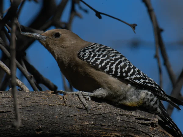 Gila Woodpecker by Gila Woodpecker