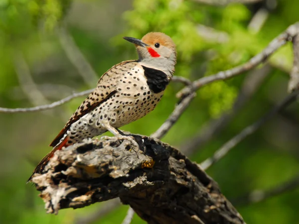 Gilded Flicker by George Andrejko