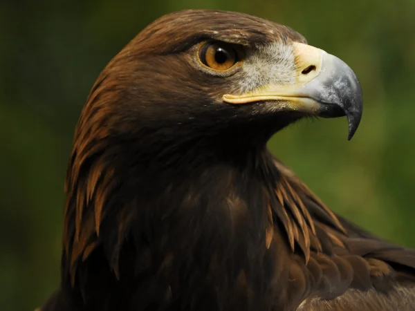 Golden Eagle by George Andrejko