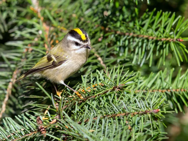 Golden-crowned Kinglet by Mick Thompson