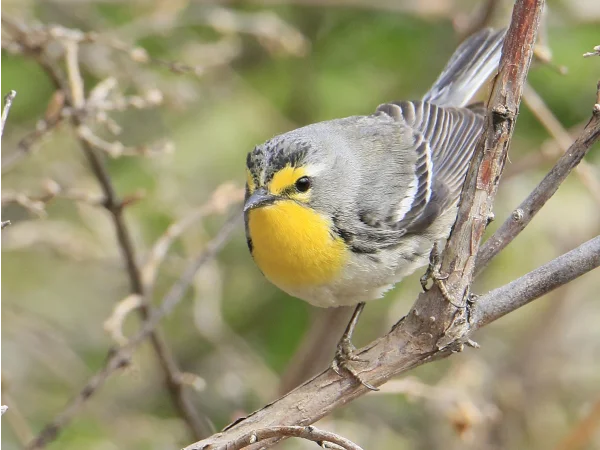 Grace's Warbler by Mark Watson
