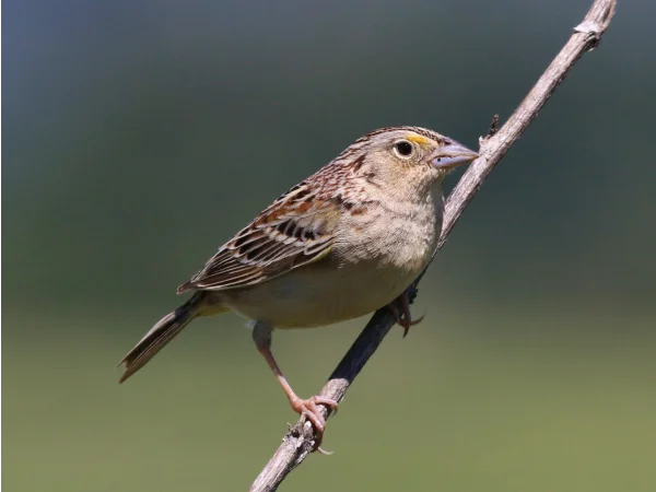 Western Grasshopper Sparrow by Tom Benson