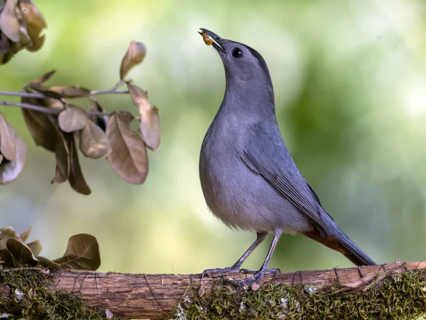Gray Catbird by Doug Greenberg