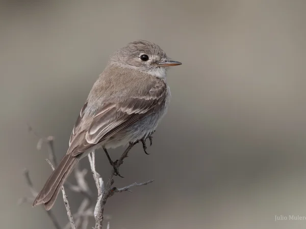 Gray Flycatcher by Julio Mulero