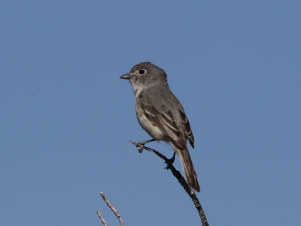 Gray Vireo by Tom Benson