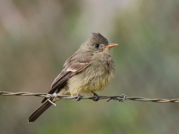 Greater Pewee by Tom Benson