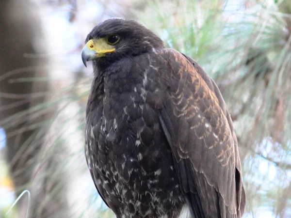 Harris's Hawk by Tom Benson