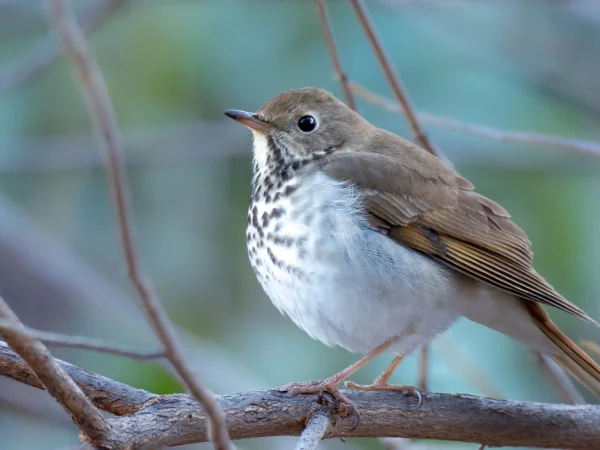 Hermit Thrush by Mick Thompson