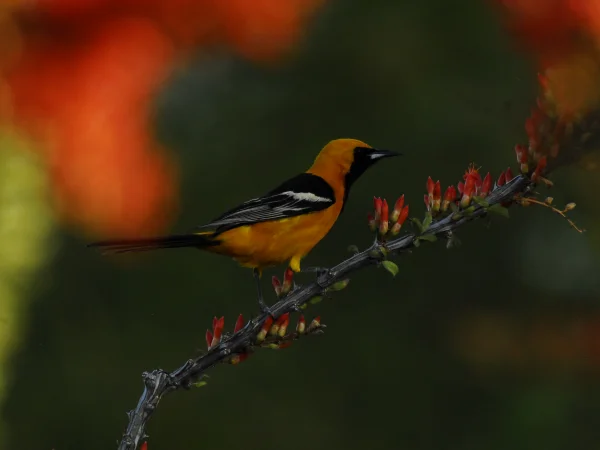 Hooded Oriole by George Andrejko