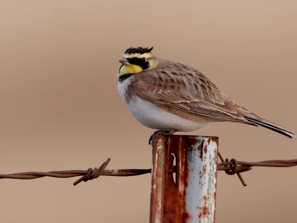 Horned Lark by Aaron Maizlish