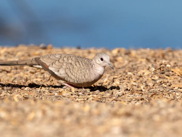 Inca Dove by Mick Thompson